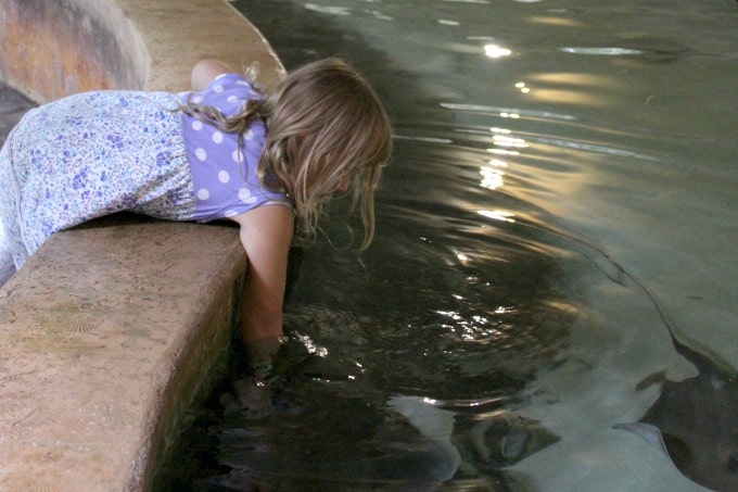 Jacksonville-Florida-zoo-stingrays