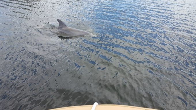 You may spot dolphins while visiting Pasco County
