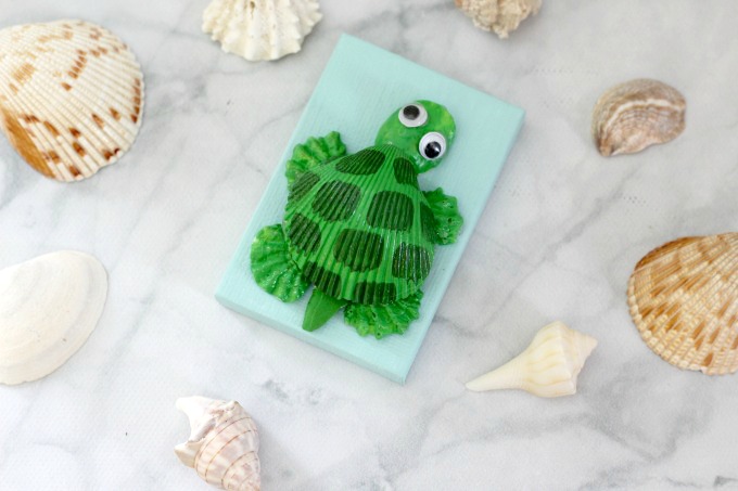 You can use shells of all shapes and sizes for your seashell turtle.