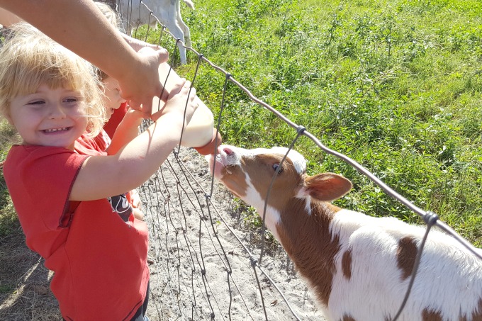 One of Keira's favorite things to do in Sarasota is to bottle feed the babies at Dakin Dairy Farms