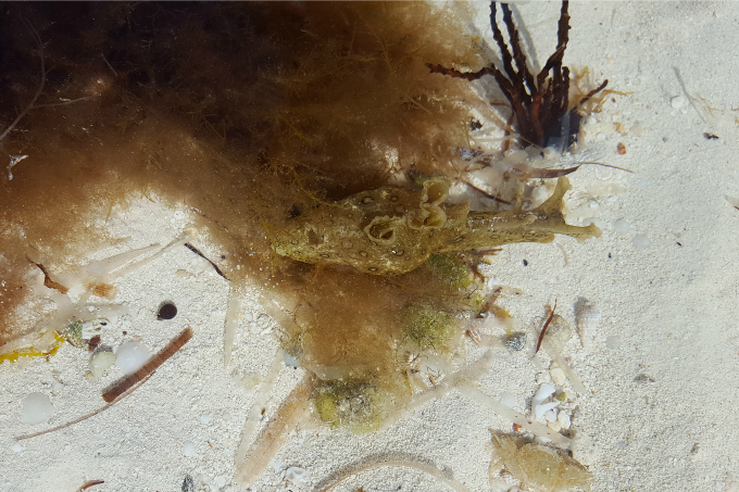 We had fun looking for these little creatures in the water