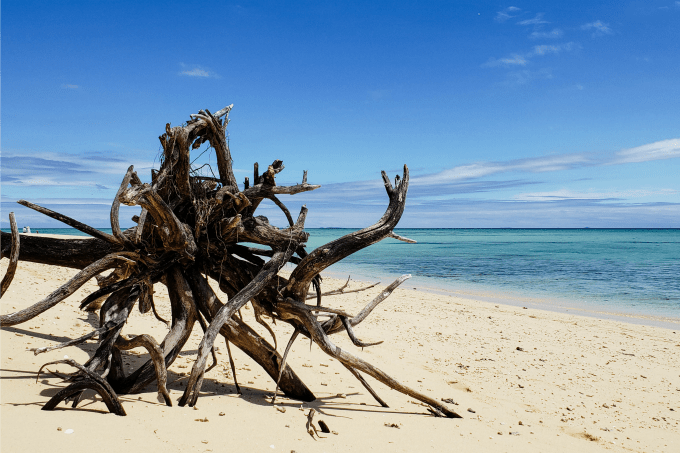 Driftwood on Tivua Island, Fiji