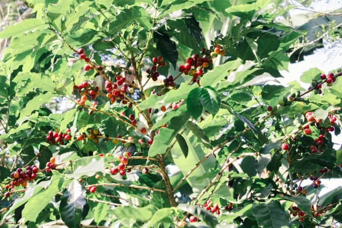 Coffee beans at Espiritu Santo Coffee Plantation