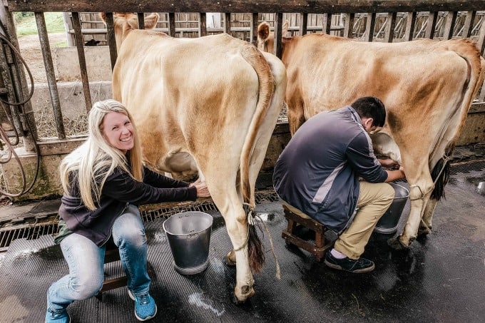 Milking cows at Corso Lecheria in Costa Rica