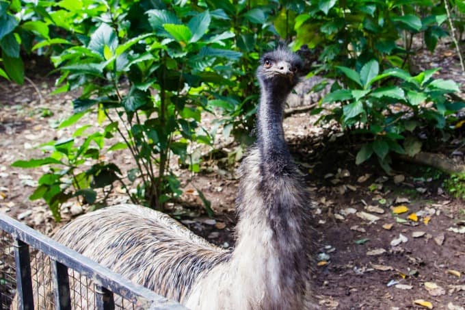 Ostrich posing for pictures at Rescate Animal ZooAve in Costa Rica