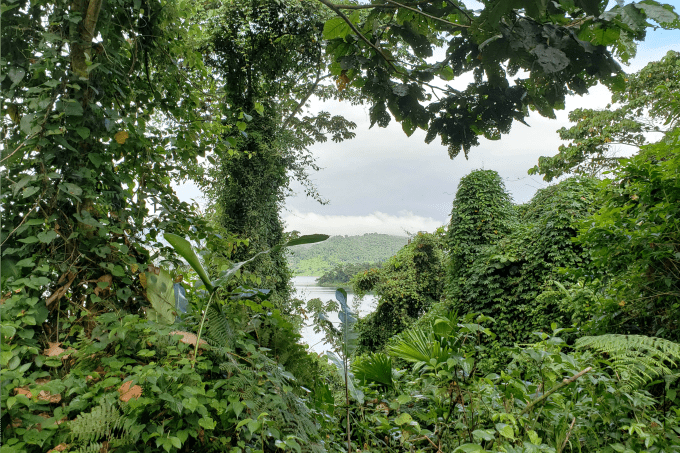 View from the path at La Selva Biological Station