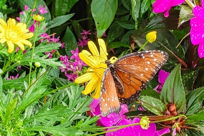 Butterfly in the butterfly garden at Epcot