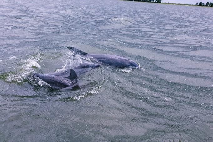 Dolphins swimming beside boat