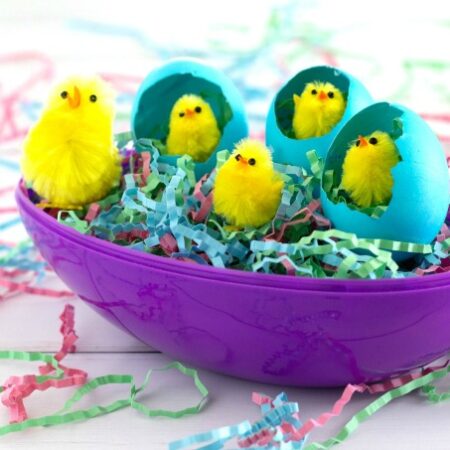 Easter chicks in egg