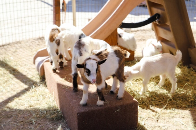 Baby goats in petting zoo