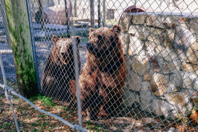 Brown bears at the Big Cat Habitat in Sarasota