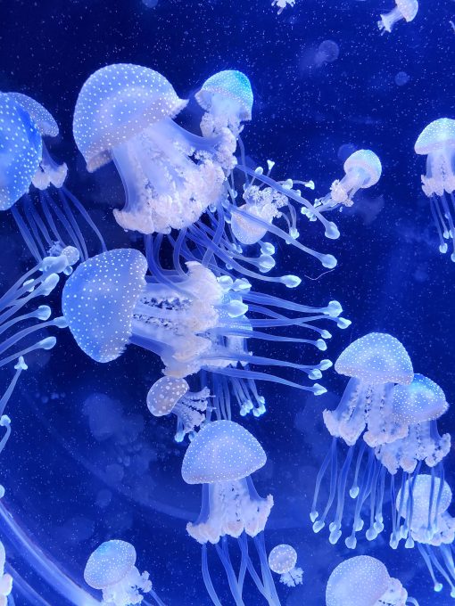 Jellyfish at the Sarasota aquarium