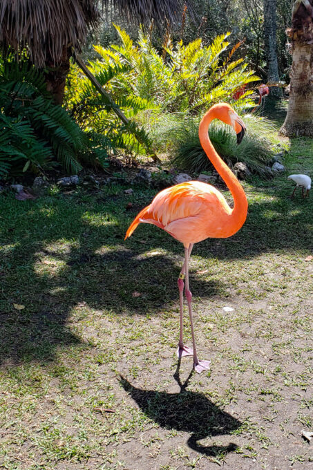 Flamingo at Sarasota Jungle Gardens