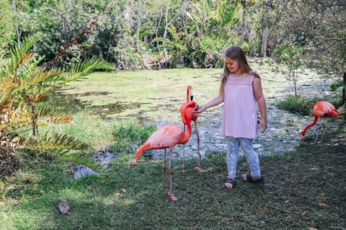 Little girl feeding flamingos
