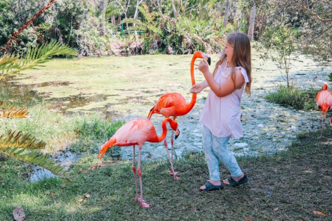 Little girl surprised by a flamingo