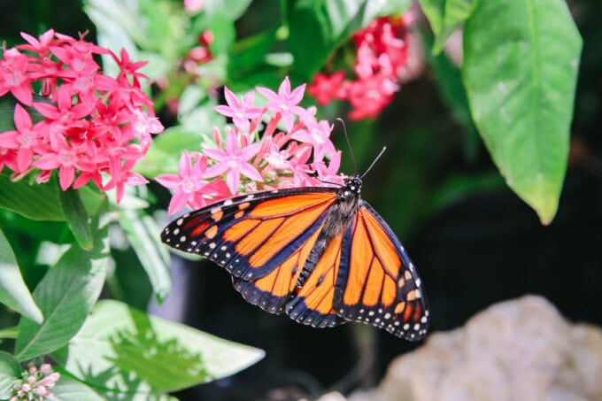 Monarch butterfly in the butterfly garden