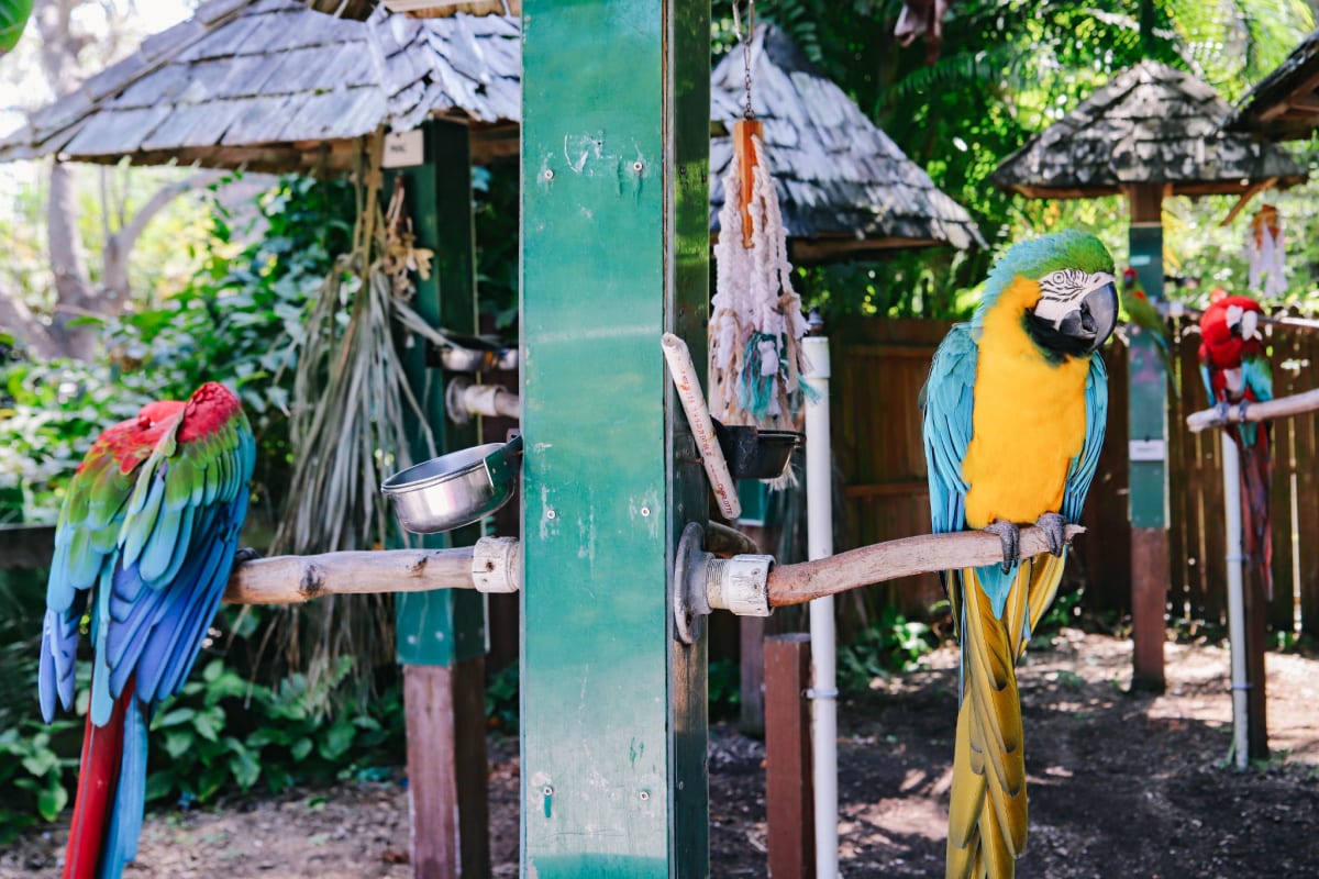 Parrots at Sarasota's Jungle Gardens