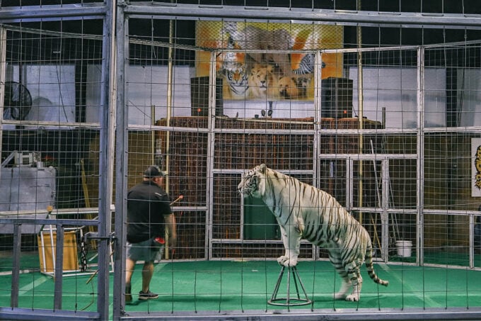 Tiger show at the Big Cat Habitat Animal Sanctuary