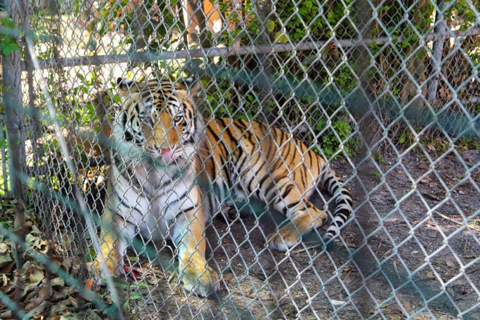Tiger at the Big Cat Habitat