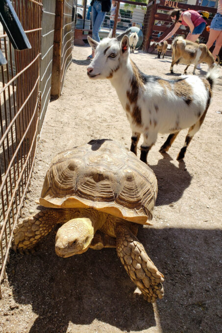 Turtle and goat in petting zoo