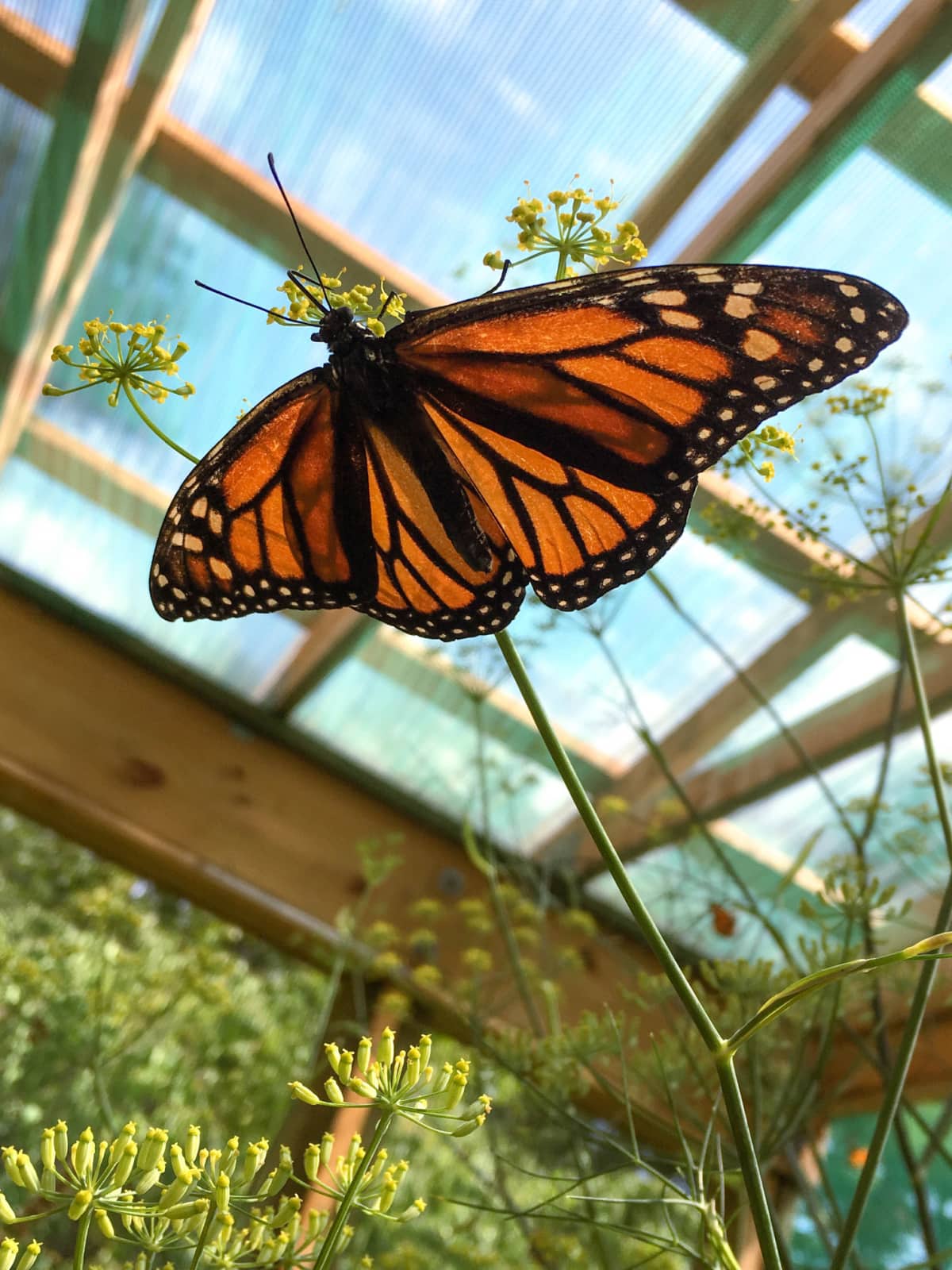 Monarch butterfly at Up Yonda Farm
