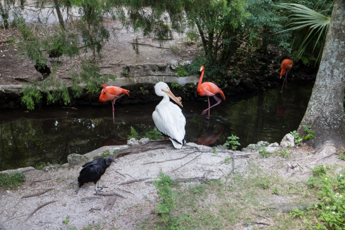 Flamingos and other birds at sanctuary