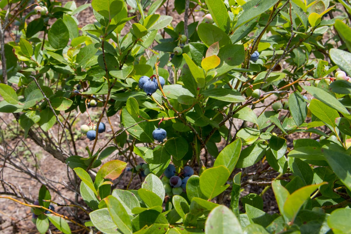 Ripe blueberries on bush