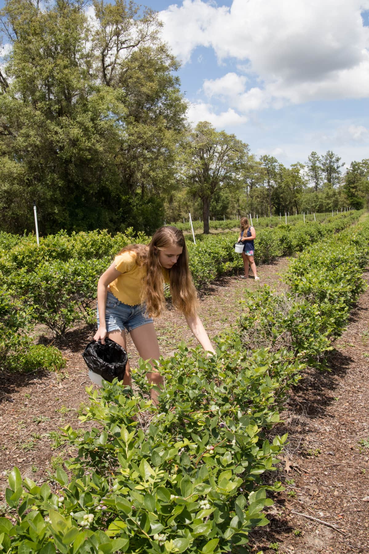 Girls picking blueberries