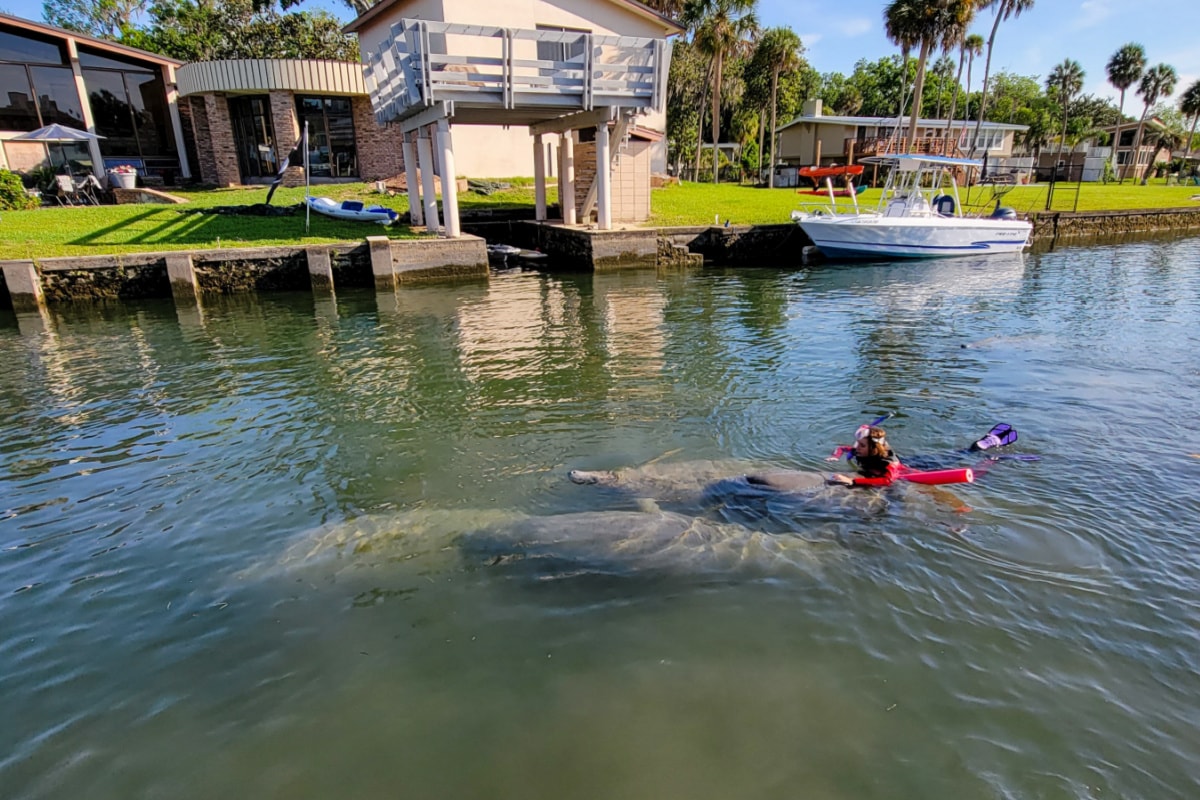 A swimmer with manatees