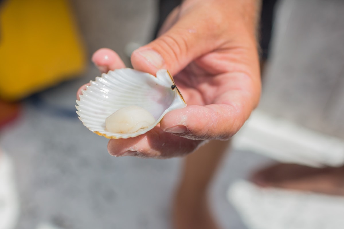 Shell holding a scallop