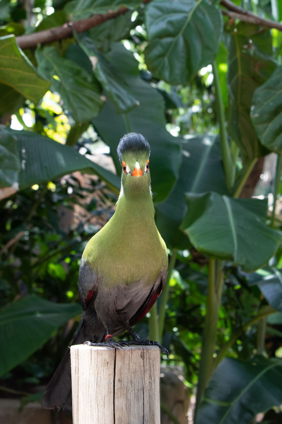 Tropical bird at Discovery Cove