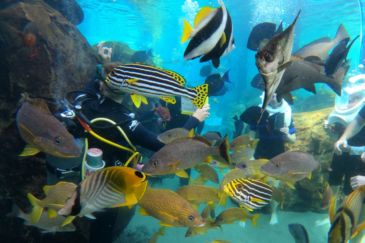 Fish in the Grand Reef at Discovery Cove