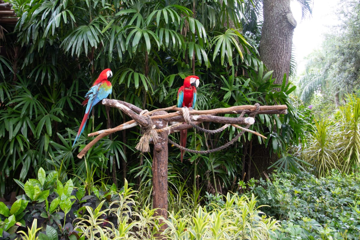 Parrots in Discovery Cove