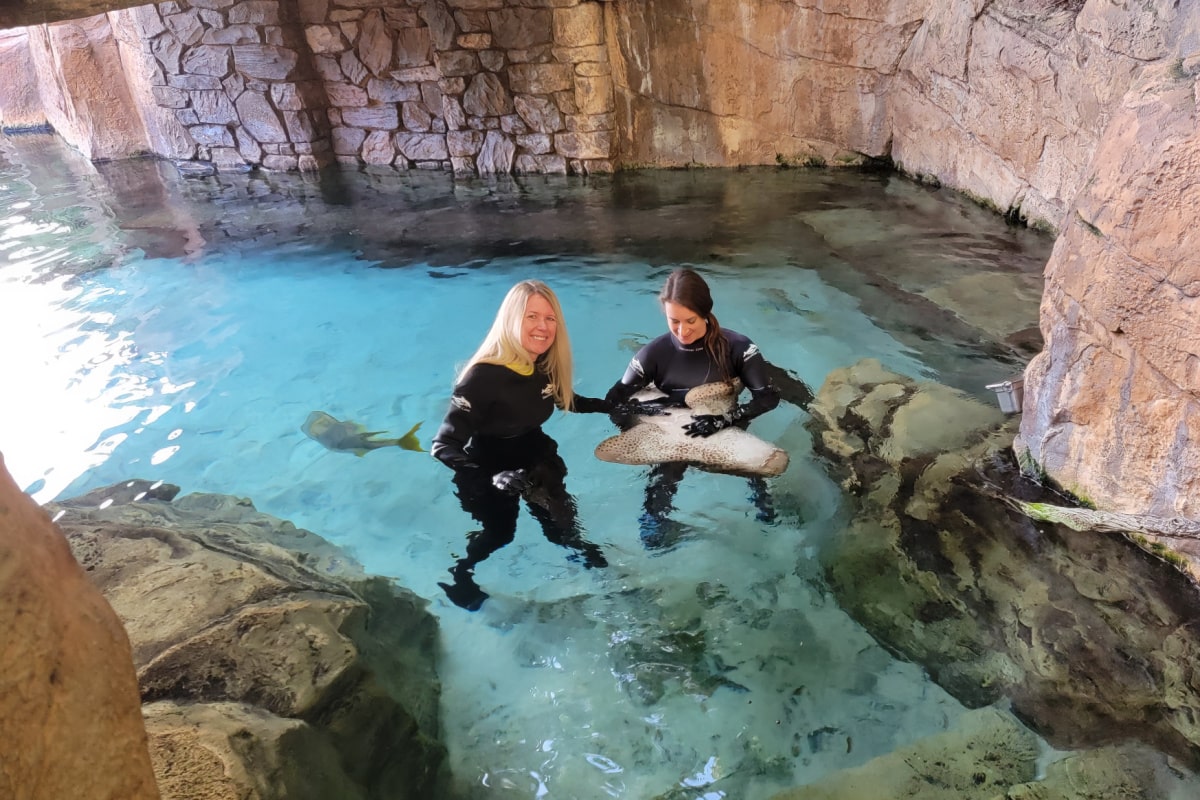 Shark experience at Discovery Cove