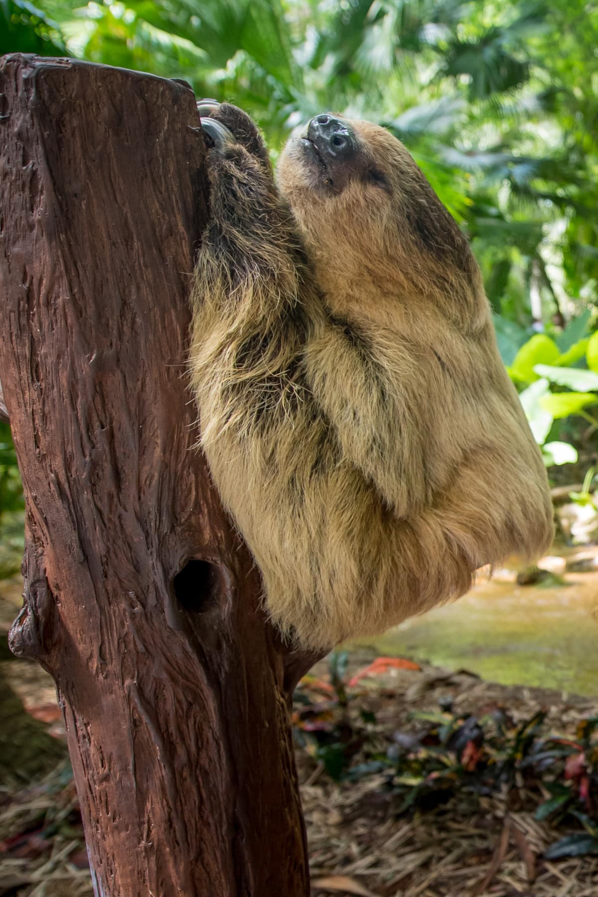 Sloth resting in a tree