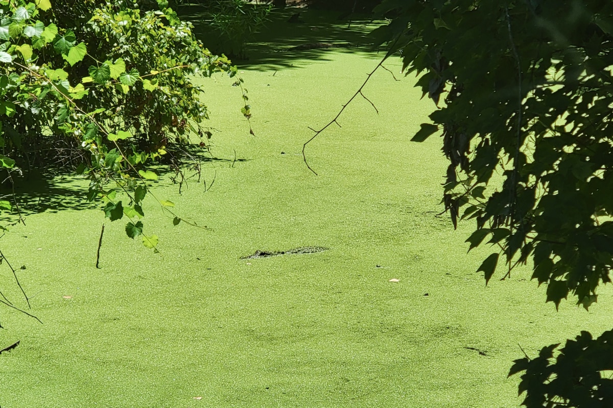 Alligator in a pond