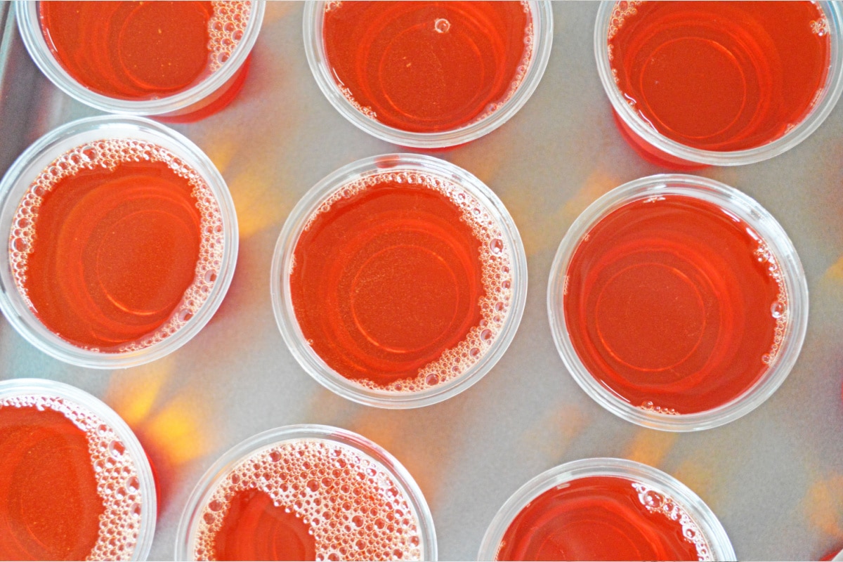 Orange jello in plastic jello cups