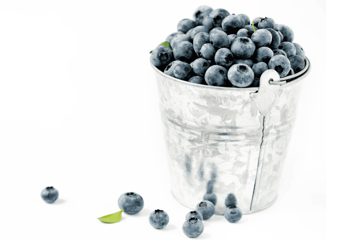Metal bucket filled with blueberries